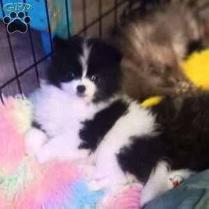 Cookies & Cream, Pomeranian Puppy